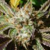 Do-Si-Dos Auto (Original Sensible seeds)