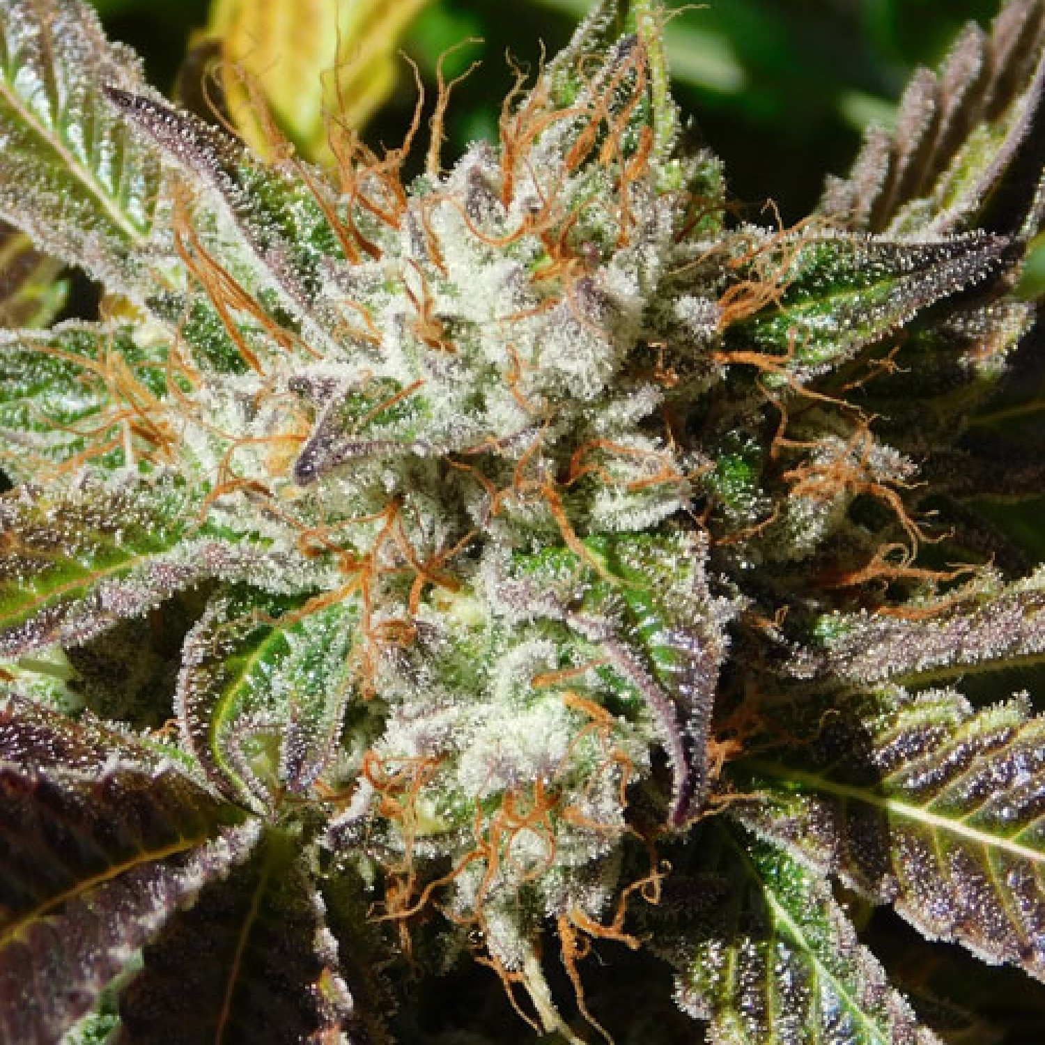 Do-Si-Dos Auto (Original Sensible seeds)