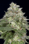 Do-Si-Dos (Big Head Seeds)
