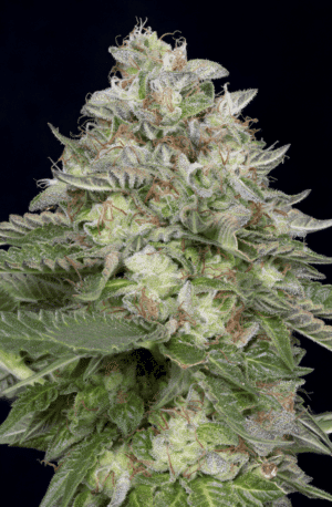 Do-Si-Dos (Big Head Seeds)