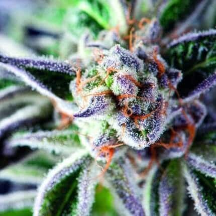 Do-Si-Dos (Pyramid Seeds)