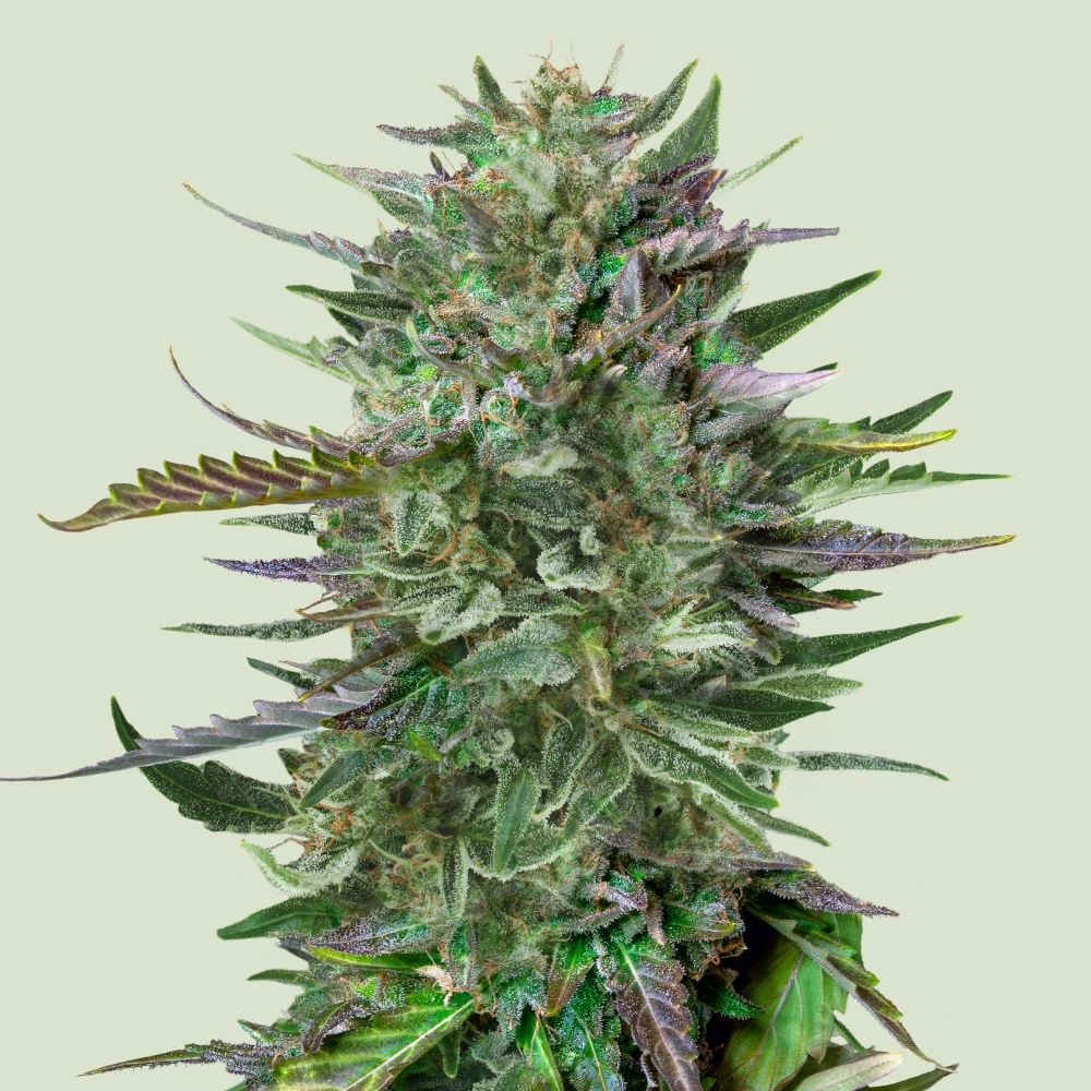 Do-Si-Dos (RQS)