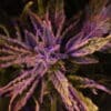 Doctor’s Choice #1 Auto