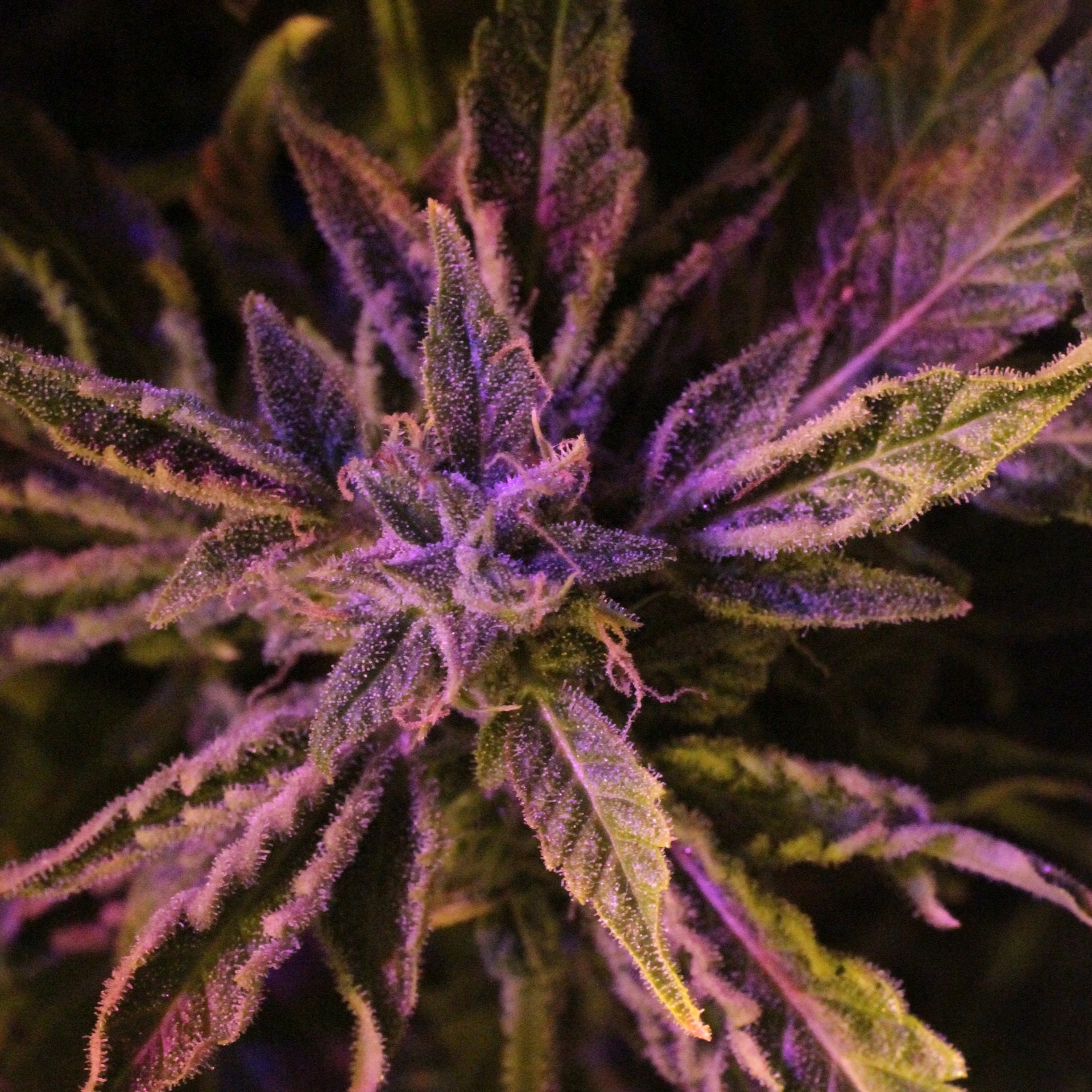 Doctor’s Choice #1 Auto