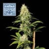 Doctor Seedsman CBD 30:1