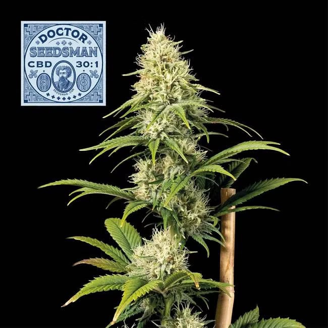 Doctor Seedsman CBD 30:1