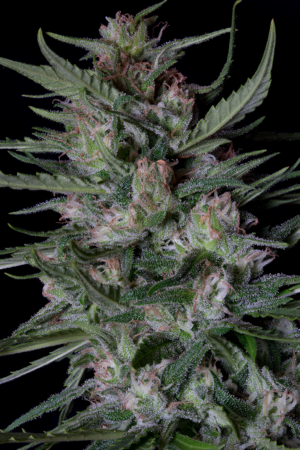 Dogstar Dawg Auto