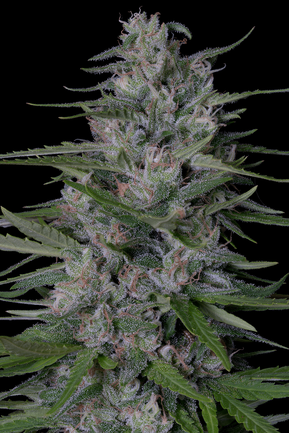 Don Bruce Banner