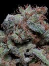 Don Gelato