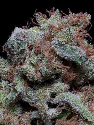 Don Gelato