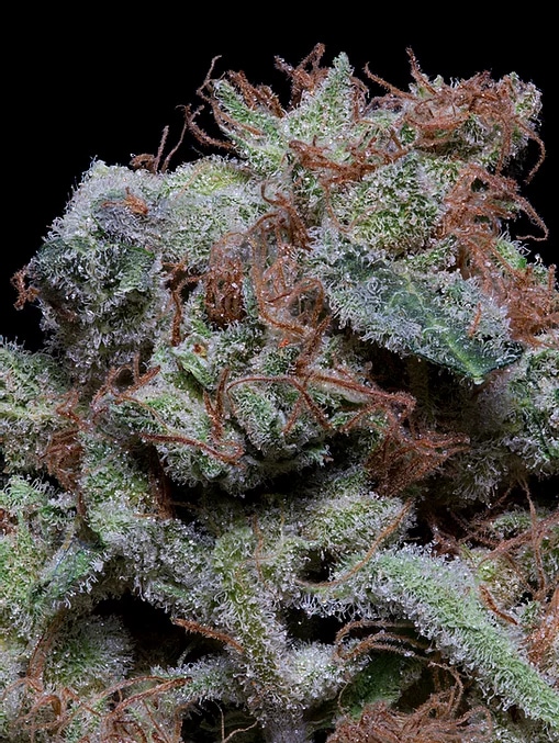 Don Gelato