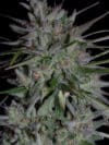 Don Girl Scout Cookies