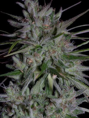 Don Girl Scout Cookies