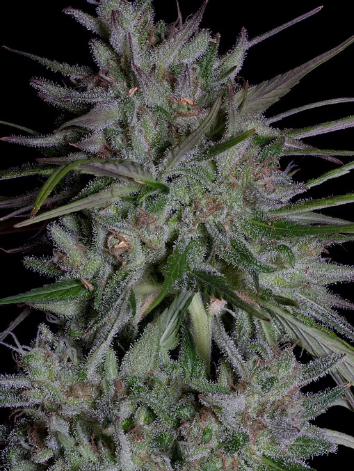 Don Girl Scout Cookies