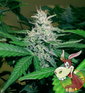 Donkey Ryder #2