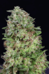 Don White Widow