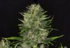 Dosidos Auto (Kannabia Seeds)