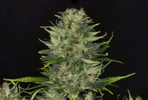 Dosidos Auto (Kannabia Seeds)