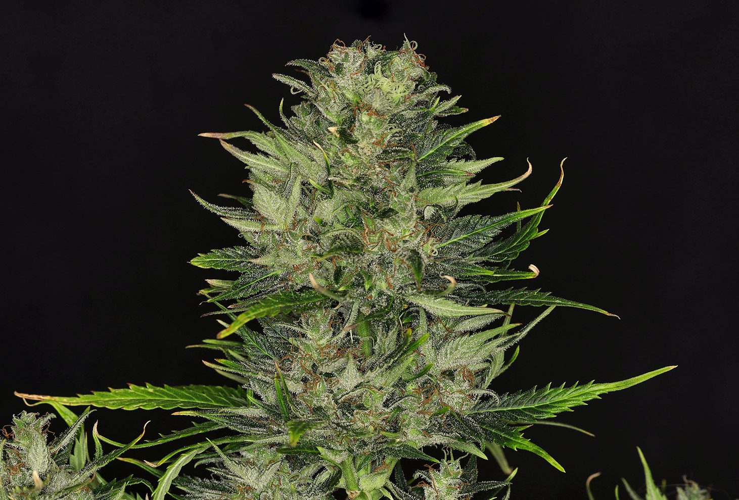 Dosidos Auto (Kannabia Seeds)