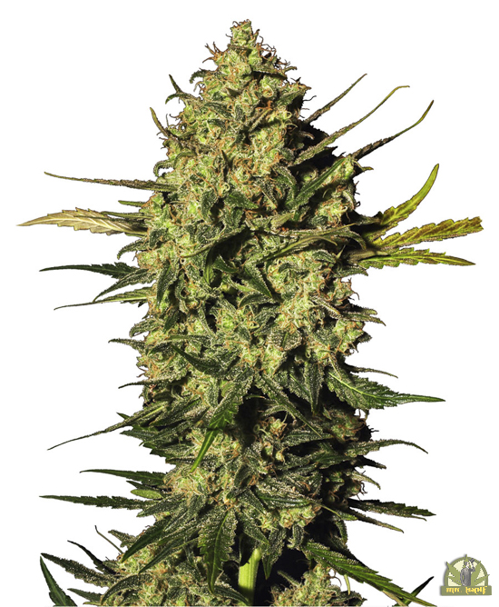 Double Banana Kush
