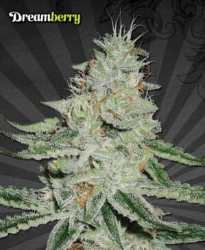 Dreamberry