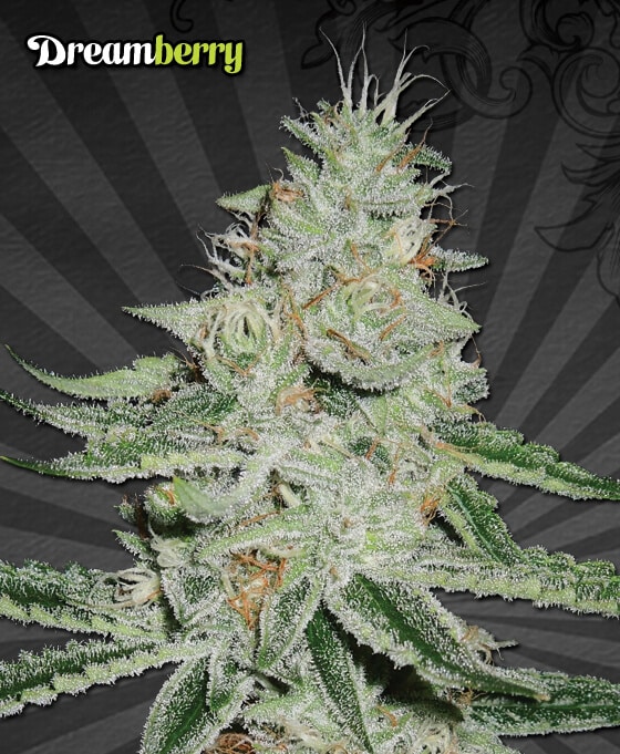 Dreamberry