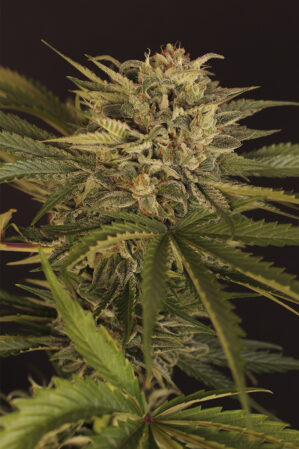 Dr Greenman Pure CBD