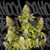 Dr.Hood CBD 25:1