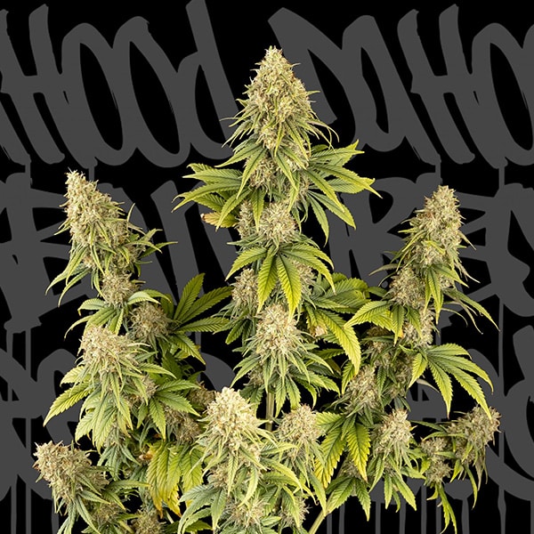 Dr.Hood CBD 25:1