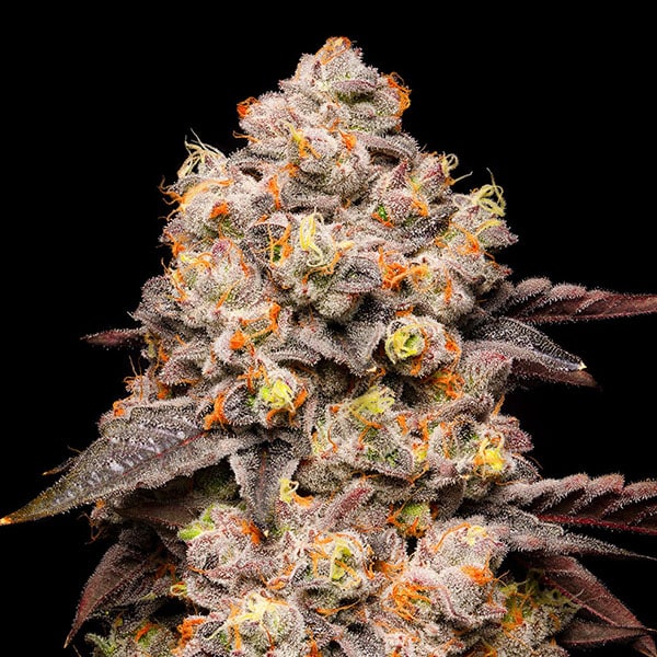 Dried Fruit