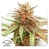 Durban Dew