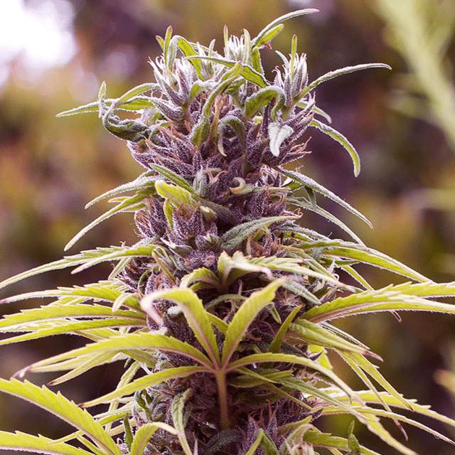 Durban Poison (Nirvana Seeds)