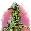 Durban Poison Reg. (Nirvana Seeds)