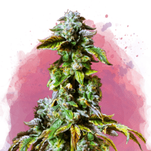 Durban Poison Reg. (Nirvana Seeds)