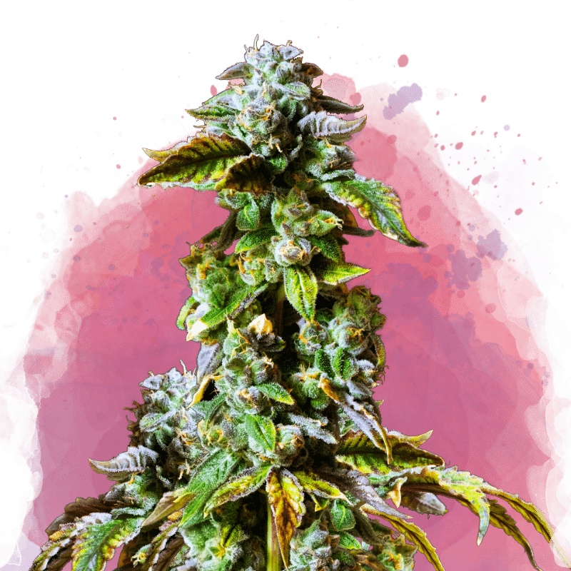 Durban Poison Reg. (Nirvana Seeds)
