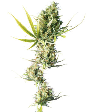 Durban Reg.