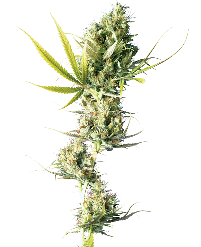 Durban Reg.