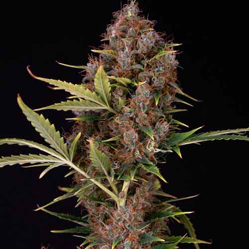 Dutch Automatic