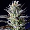 Dutch Blue Automatic
