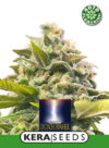 Dutch Power Auto