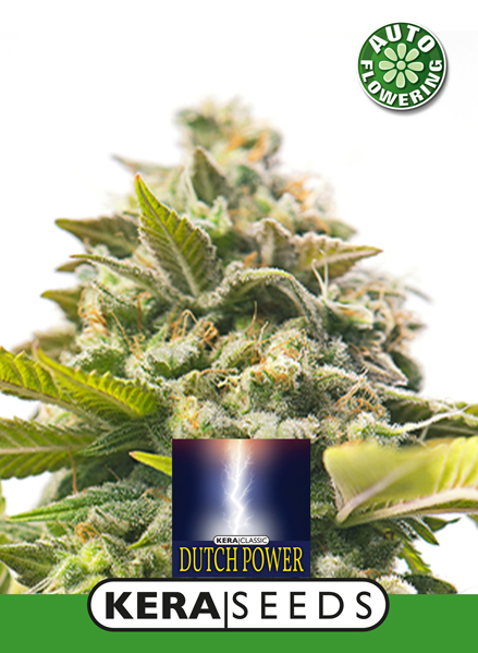 Dutch Power Auto
