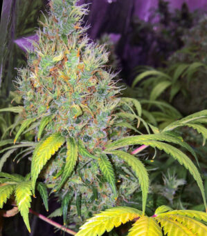Early Bird Skunk
