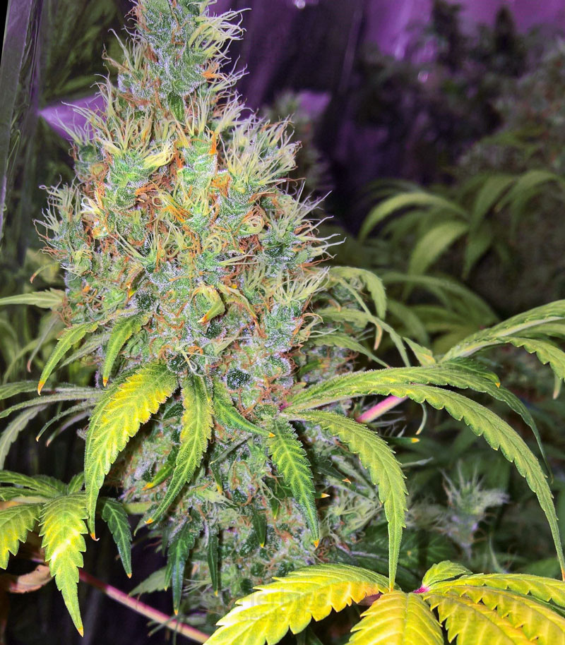 Early Bird Skunk