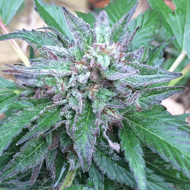 Early Bubba Reg.