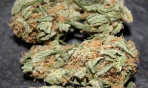 Early Haze (Early Queen x Afg. Haze) Reg.