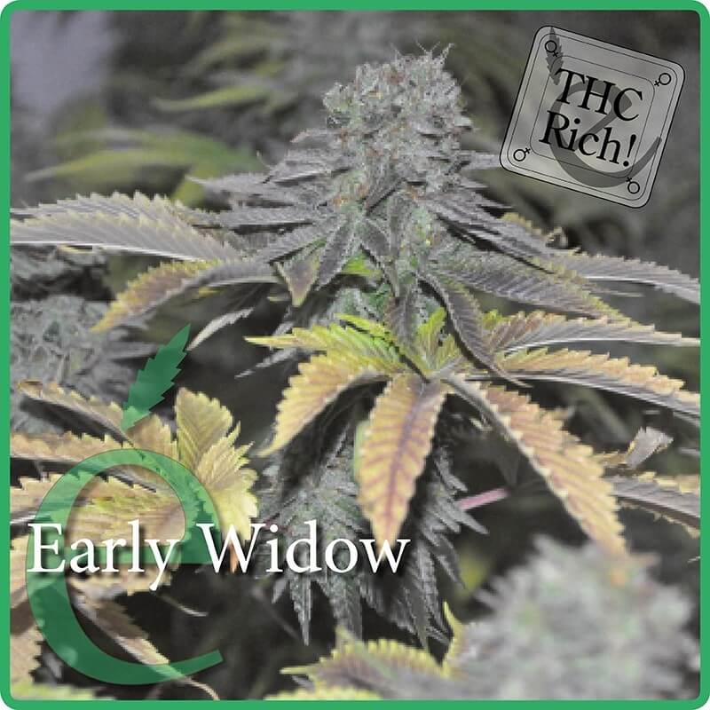 Early Widow (éLite Seeds)