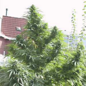 Easy Sativa