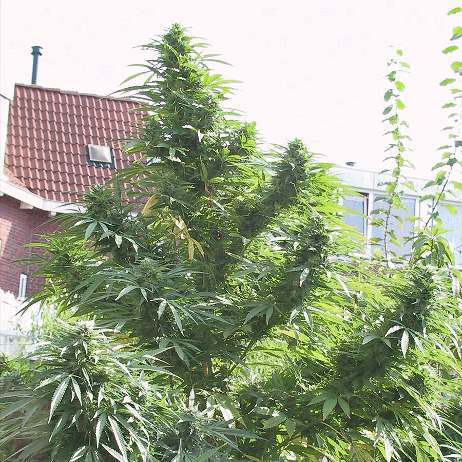 Easy Sativa