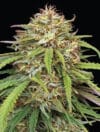 Ed Rosenthal's Super High Life