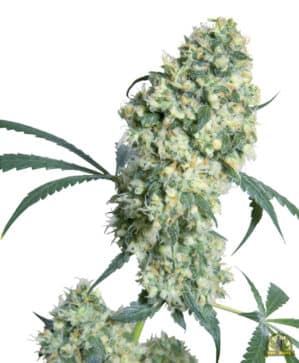Ed Rosenthal Super Bud Reg.